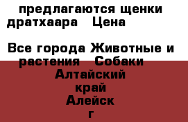 предлагаются щенки дратхаара › Цена ­ 20 000 - Все города Животные и растения » Собаки   . Алтайский край,Алейск г.